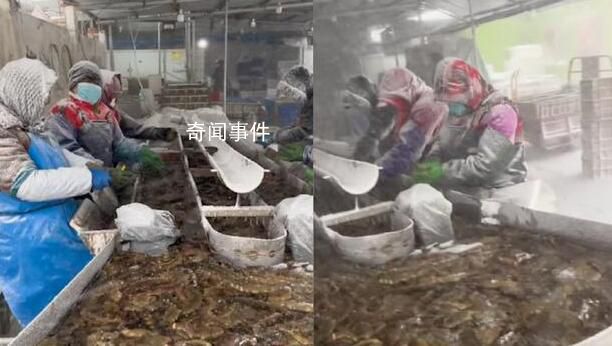 大媽們風(fēng)雪中唱著歌清理活海參 網(wǎng)友看后表示心酸又佩服