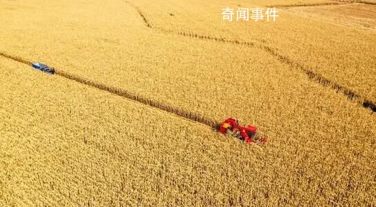 糧食產量連續8年站穩1.3萬億斤 攻堅克難奪豐收中國飯碗成色足
