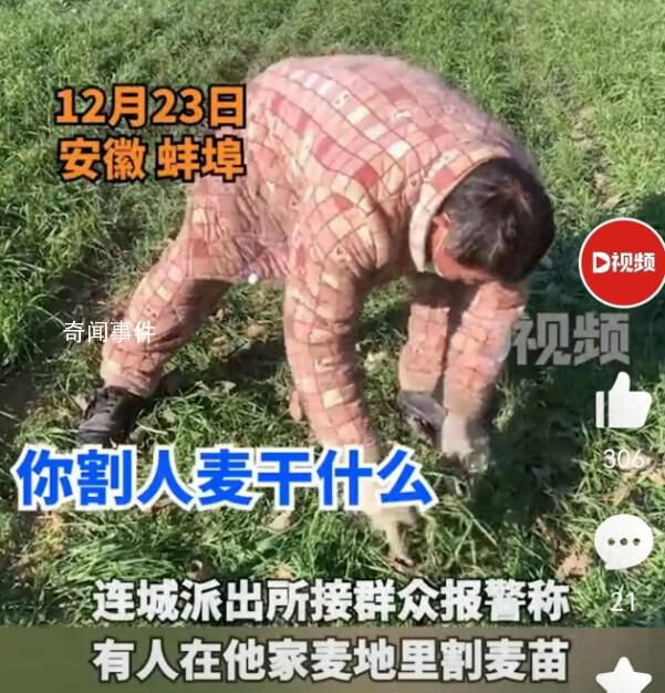 男子偷割他人麥苗喂羊 經(jīng)民警批評教育男子認(rèn)識到其錯誤行為