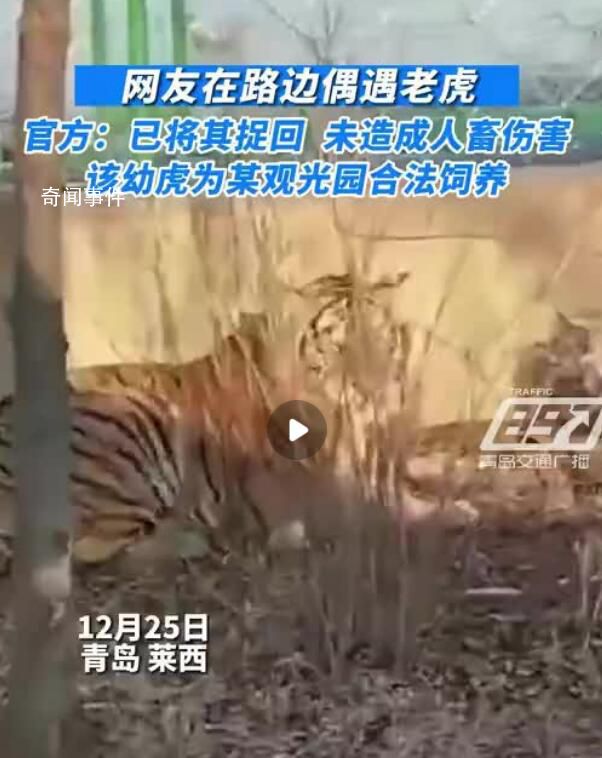 官方回應青島萊西湖附近偶遇老虎 目前已對虎籠進行加密