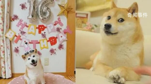 Doge表情包原型柴犬患白血病和肝病 情況非常危險