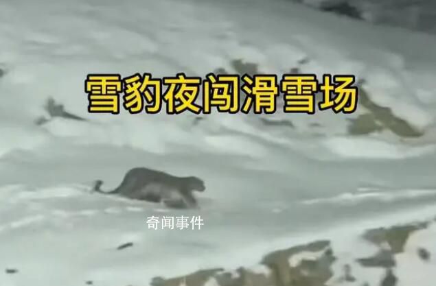 新疆雪豹夜闖滑雪場 當地負責人回應
