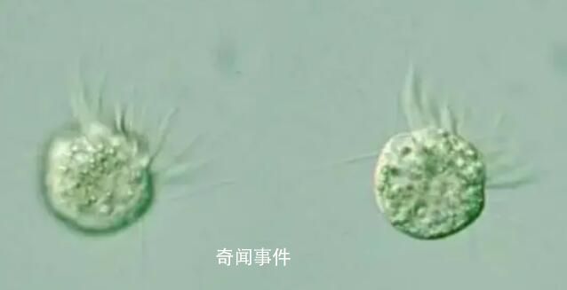 科學(xué)家首次發(fā)現(xiàn)專吃病毒生物 可以主動食用病毒并茁壯成長