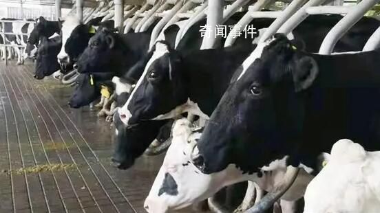 河北內蒙古等地出現“倒奶殺?！?階段性產能過剩