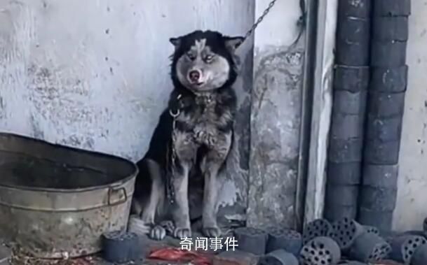 第一批帶狗回老家的人已被狗遛瘋 釀成了一場人與狗的共同浩劫