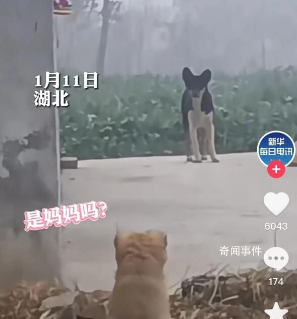 小狗被抱養一個月狗媽媽突然出現 小狗撒腿飛奔瞬間破防