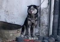 第一批帶狗回老家的人已被狗遛瘋 釀成了一場人與狗的共同浩劫