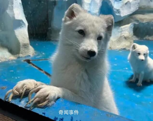 動(dòng)物園北極狐指甲過長行走困難 看起來真的好痛