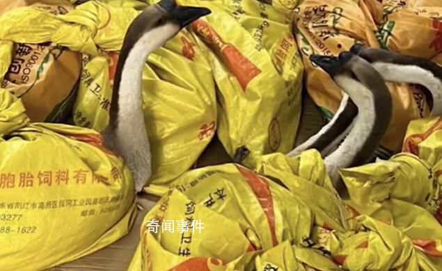 公司發大鵝當年貨 員工:放公司很吵