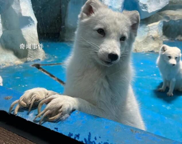 動(dòng)物園不給北極狐剪指甲致行走困難 看起來真的好痛