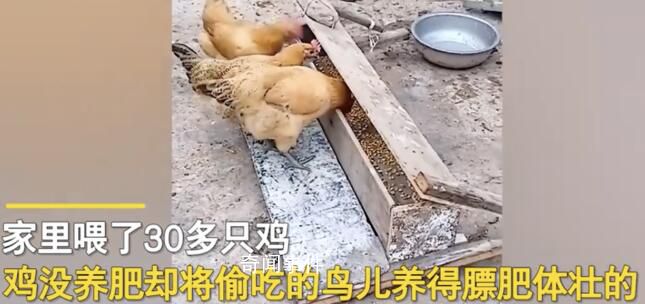 男子發明喂雞神器 網友:費雞頭