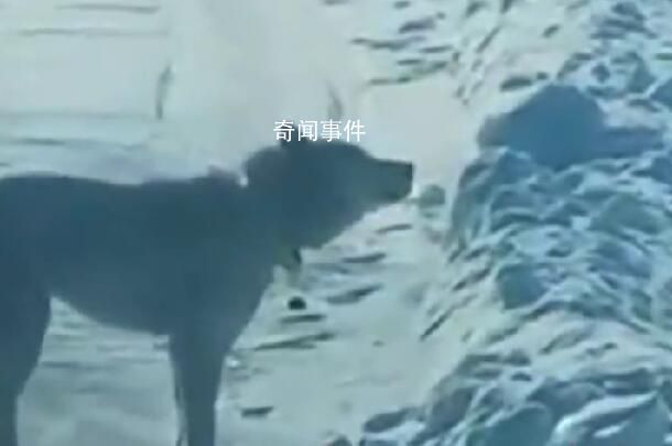 女子誤把二哈當狼哭著報警 經確認狼系附近養殖戶養的哈士奇