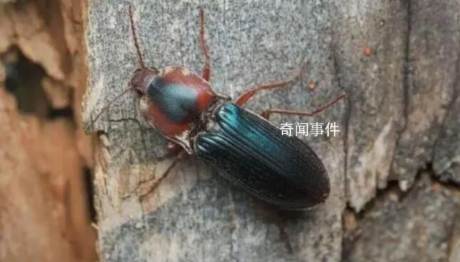 四川發(fā)現(xiàn)甲蟲新物種 初判是一個(gè)金叩甲的物種