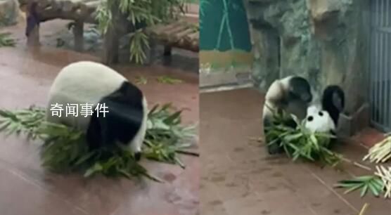 大熊貓看到游客抱著竹子繞圈滾 讓不少人直呼門票值了