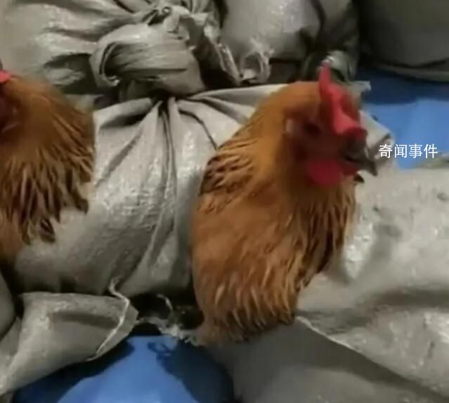 醫院用麻袋裝活雞送職工當年貨 年貨發的雞是屬于助農產品