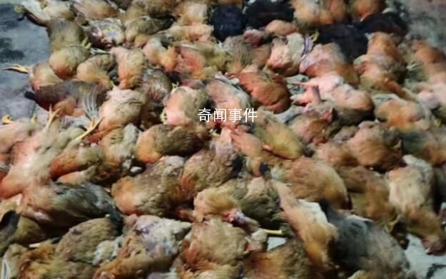 南寧一養雞場上千只雞突然死亡 稱煙花爆竹讓雞受到了驚嚇導致