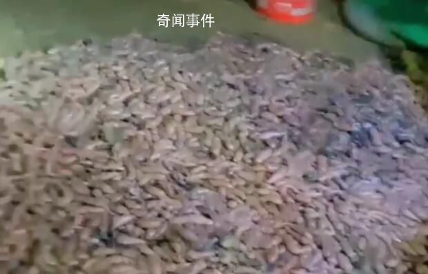 煙臺海邊再現大量海腸 有人一晚上沒走現場賣海腸