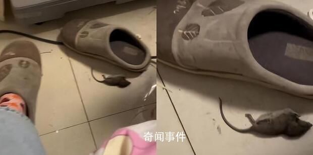 女子穿拖鞋一腳懟死小老鼠 姥姥調(diào)侃：干得好比貓還能干