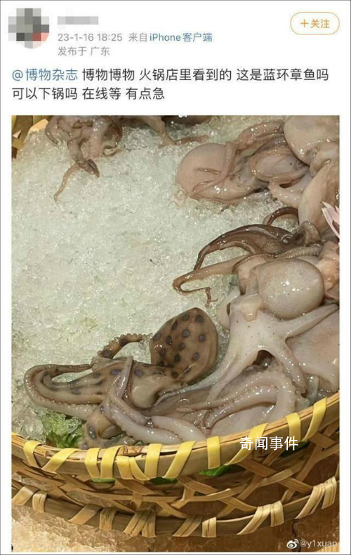 網友稱吃火鍋遇劇毒藍環章魚 好在該網友表示并沒有吃