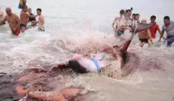 三亞大東海海灘鯊魚咬人?辟謠來了