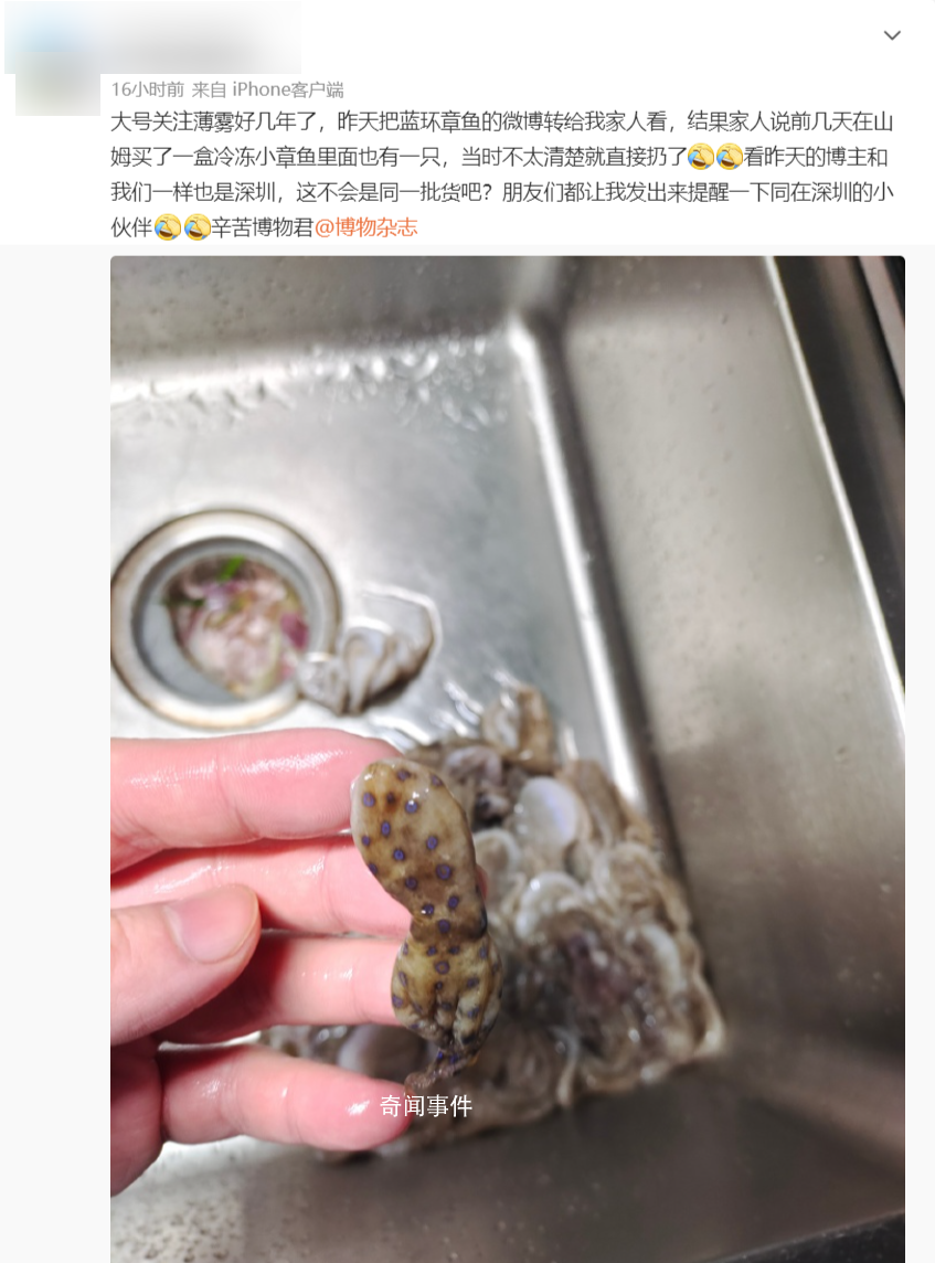 深圳一網友稱在山姆買到藍環章魚 專家：目前無解毒藥物
