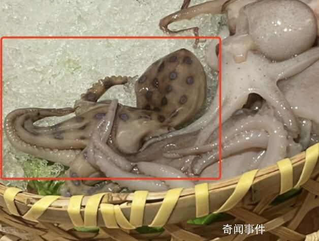 藍環章魚毒性是眼鏡蛇的50倍 毒性強發作快傷員治療難度大
