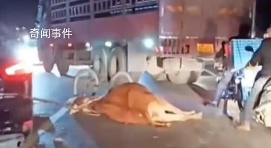 靈山“網(wǎng)紅牛”不幸被車撞死 目前尚不清楚事故原因