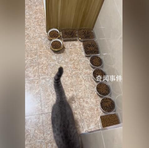 主人離家10天給貓備10碗糧17碗水 留守喵惹人憐愛