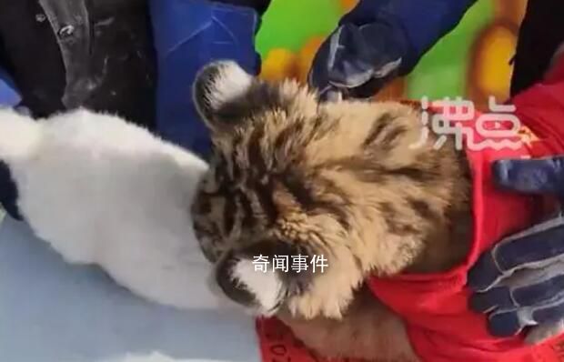 動(dòng)物園辦虎兔交接兔子差點(diǎn)被加餐 突如其來的變故讓現(xiàn)場工作人員嚇了一跳