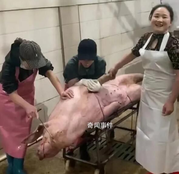 殺豬女屠夫:年前一晚殺600頭
