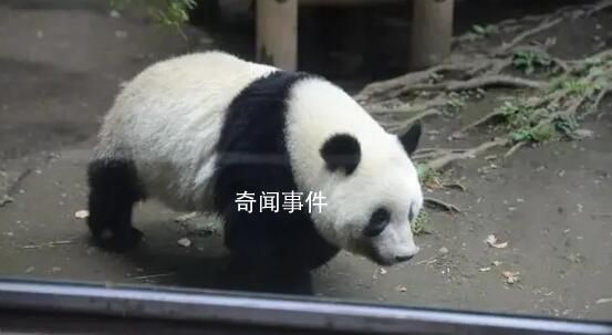 日本民眾排長隊(duì)與大熊貓香香告別 熊貓香香為什么這么紅