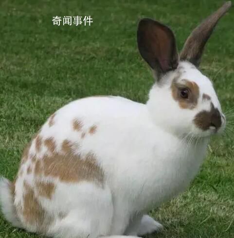 兔子到底有多少種名字? 各地叫法各不相同