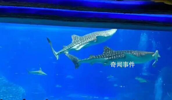 珠海長隆海洋王國最大鯨鯊疑死亡 目前暫時沒有收到這個通知