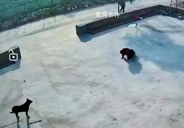 孩子抱走小狗還給大狗磕了3個頭 直接把狗給磕蒙了