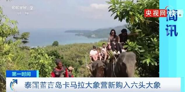 泰國普吉島為迎接中國游客采購大象 新購入了6頭大象