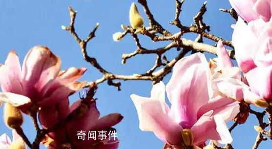 2023年第一批春花開了 春節(jié)看春花奔赴向未來
