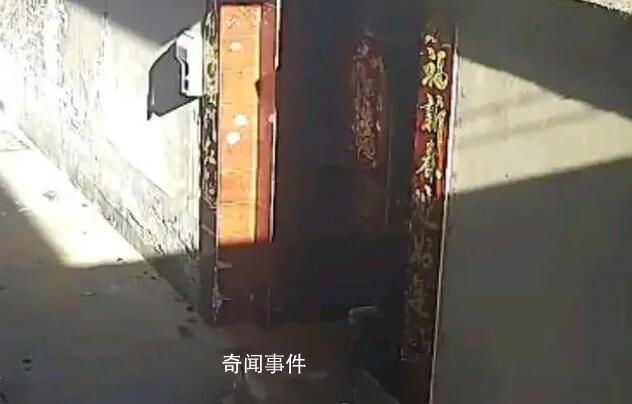 狗狗走丟一個月回家瘋狂撞門 曾以為被狗販子偷走了