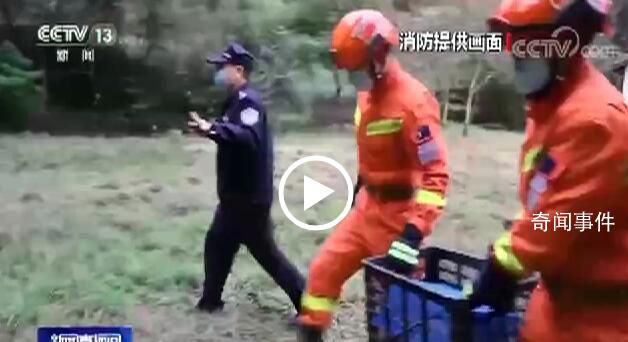 狐貍溜進公安局被放生時回頭張望 赤狐身體沒有外傷體態正常