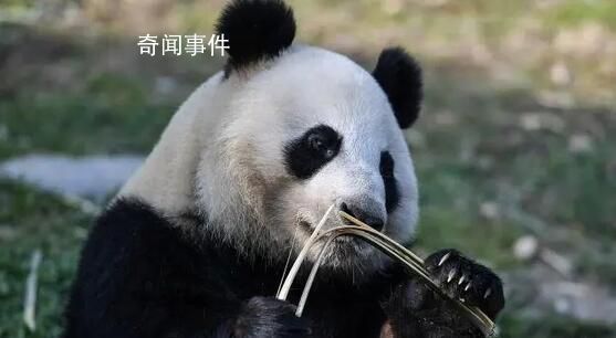 芬蘭動(dòng)物園因缺錢擬送大熊貓回中國 將在2月28日就是否歸還大熊貓做出最終決定