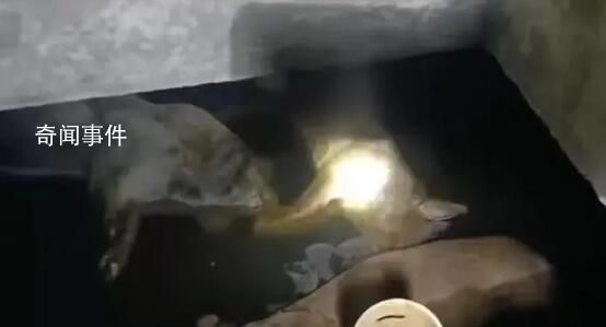 村莊飲水池現(xiàn)15頭死豬:泡6天才發(fā)現(xiàn)