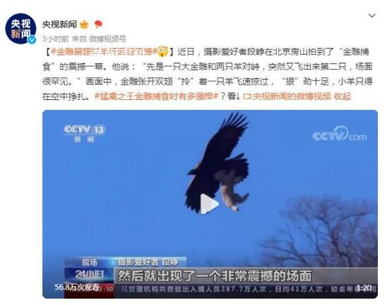 金雕展翅抓羊場面超震撼 小羊只得在空中掙扎