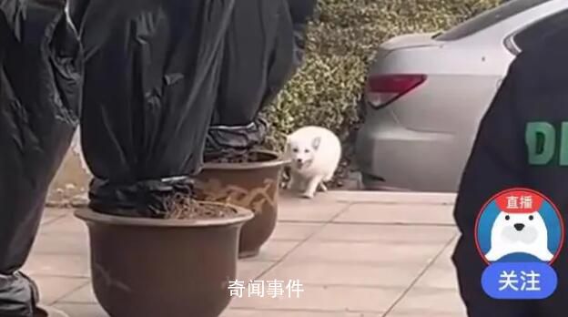 流浪小狐貍投奔看守所1年胖成球 民警：之后會幫它控制體重