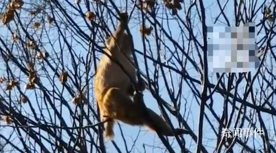 動(dòng)物園猴子打架輸了逃到獅子園 園方：隔著電網(wǎng)和小河沒(méi)被攻擊