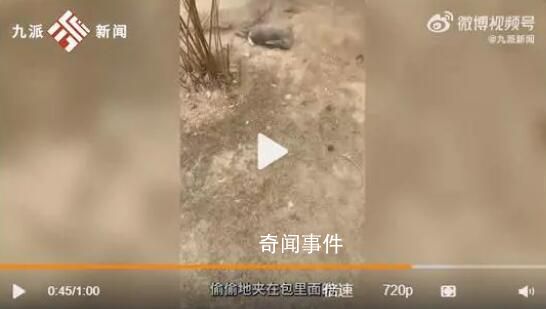 游客偷帶食物喂兔子致大批死亡 有的游客會(huì)喂壞了的菜葉給兔子
