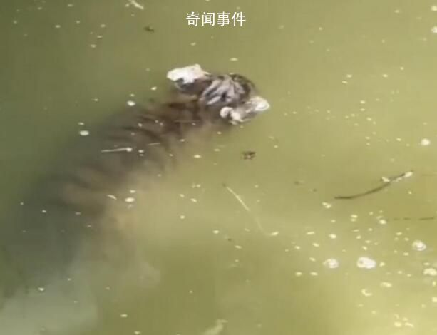 上海動物園回應網傳幼虎溺亡 具體情況還在調查中