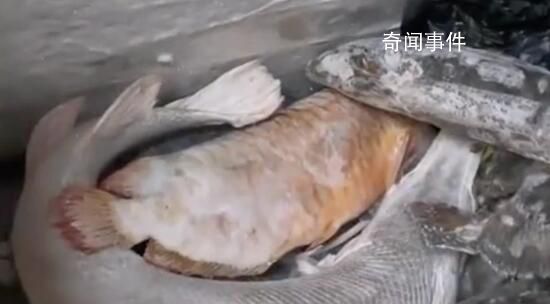 男子囤7冰柜養死的名貴魚價值百萬 死了的魚不舍得扔就會放冰柜中