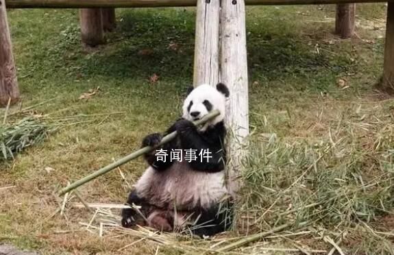 旅美大熊貓樂樂離世 死因尚未確定