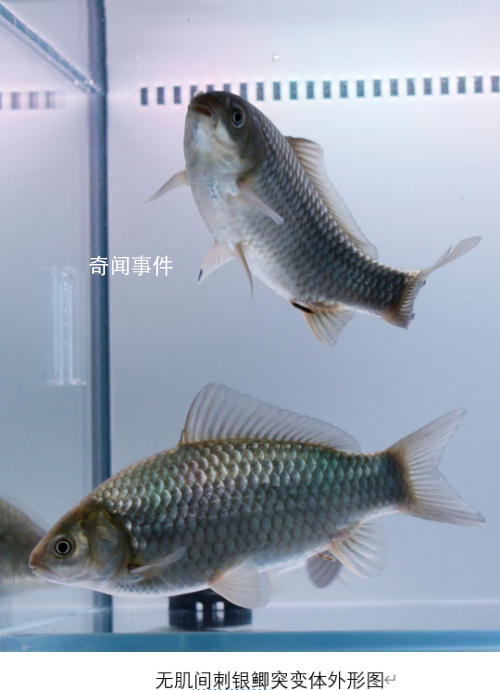 中科院團隊創制出無刺喜頭魚 利用魚類精準育種技術創制出了無刺喜頭魚