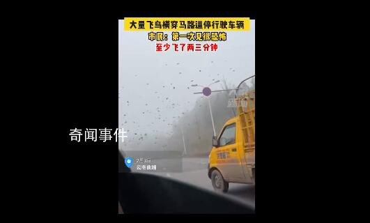 成群飛鳥橫穿馬路逼停行駛車輛 市民：第一次見很奇怪