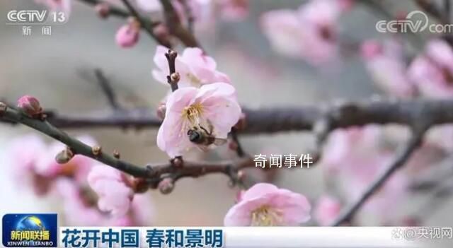花開(kāi)中國(guó) 春和景明